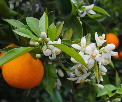 Fleur d’oranger